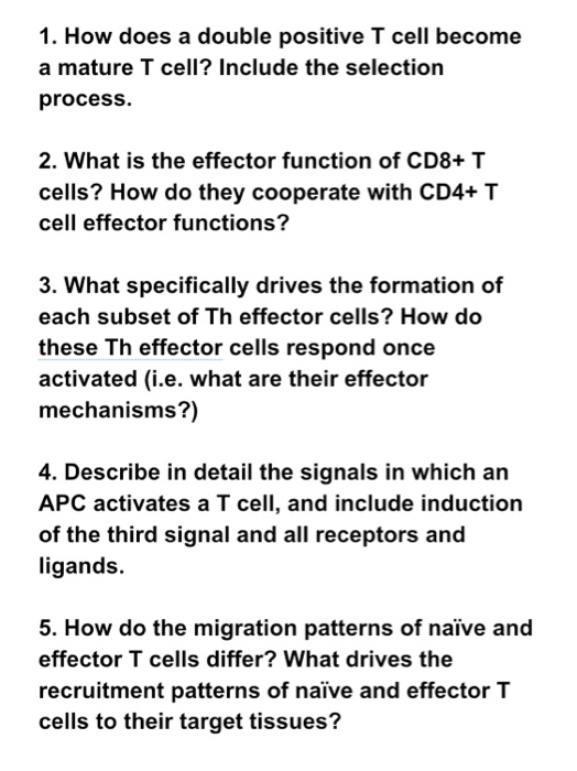 double positive t cell