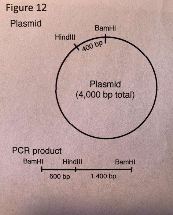 Solved You are assigned to clone a PCR fragment into a | Chegg.com