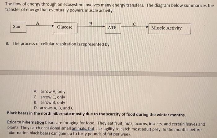 Solved The flow of energy through an ecosystem involves many | Chegg.com