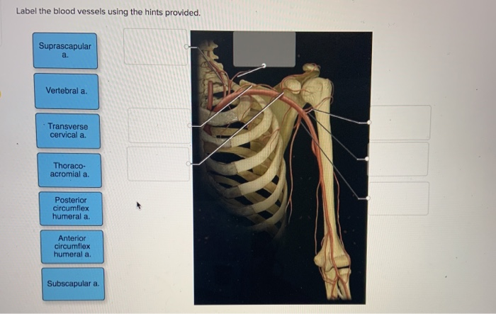 Solved Label the blood vessels using the hints provided. | Chegg.com