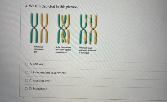 Solved 2. Which transport mechanism is depicted in the | Chegg.com