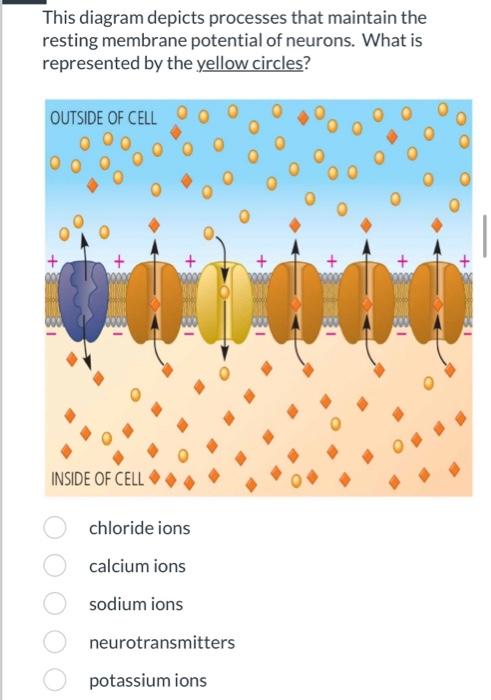 Solved This diagram depicts processes that maintain the | Chegg.com