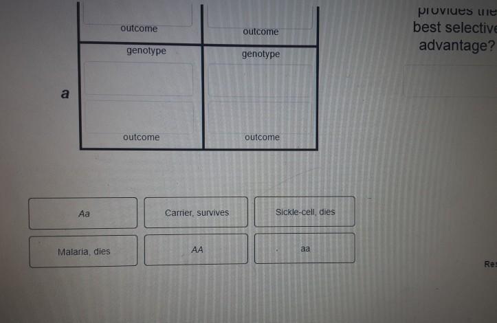 Solved Complete each of the following Punnett squares to | Chegg.com