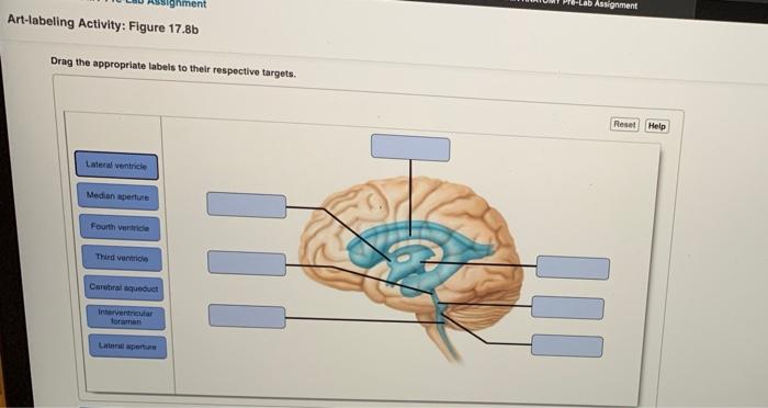 Solved Ignment Assignment Art-labeling Activity: Figure | Chegg.com