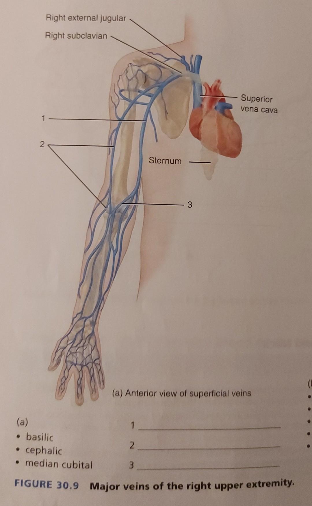 Solved (a) Anterior view of superficial veins (a) 1 - | Chegg.com