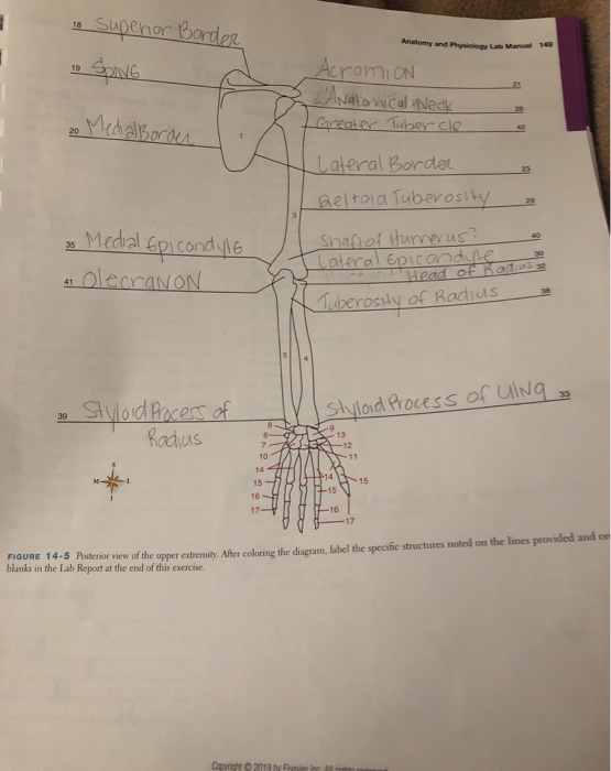 LAB EXERCISE 14 The Upper Extremities Coracoid