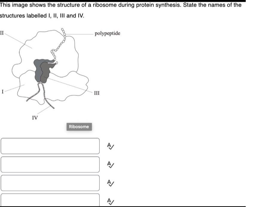 Solved This image shows the structure of a ribosome during | Chegg.com