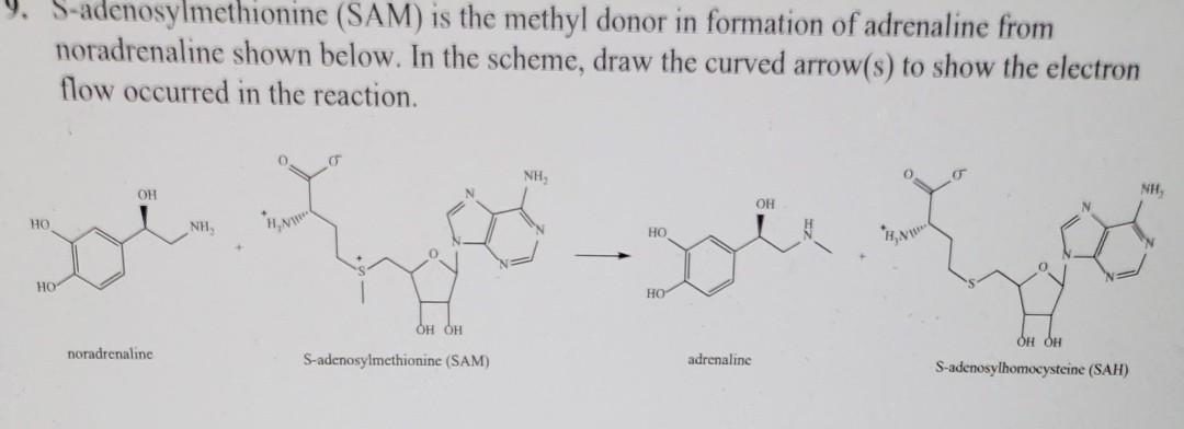 Solved S-adenosylmethionine (SAM) is the methyl donor in | Chegg.com