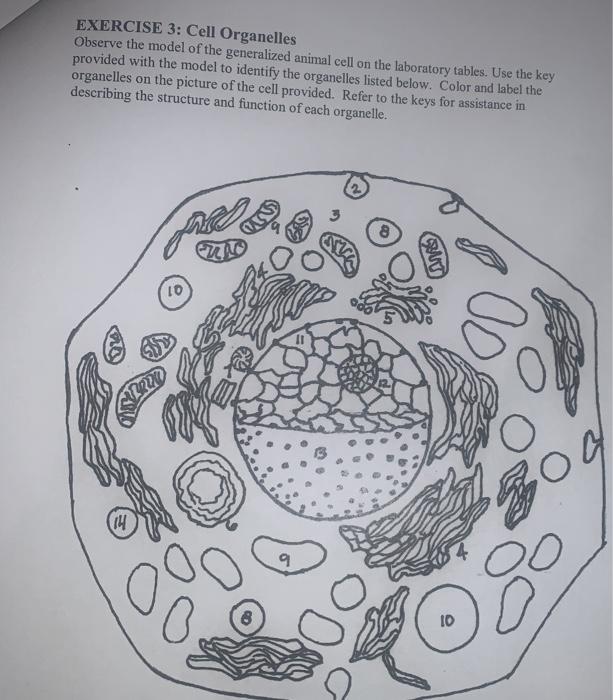 Exercise 3 Cell Organelles Observe The Model Of The Chegg Com