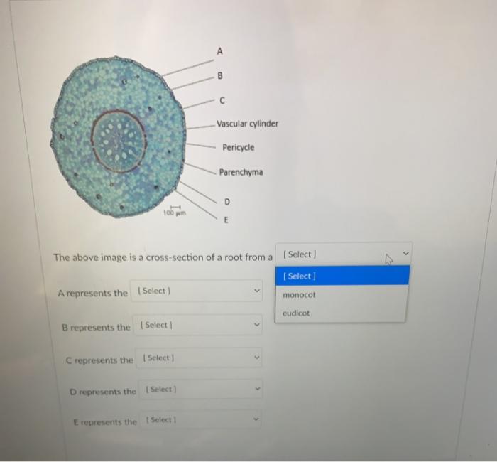 Solved С Vascular cylinder Pericycle Parenchyma D 100 m The | Chegg.com