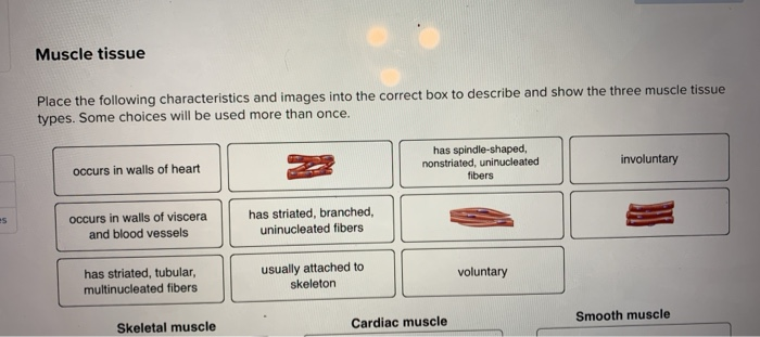 Solved Muscle Tissue Place The Following Characteristics And