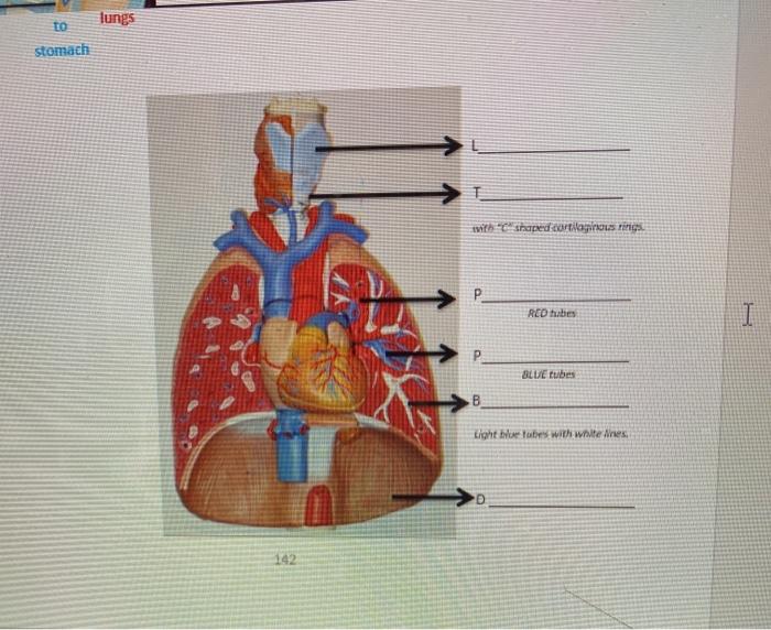 Solved Activity 1: Parts of the respiratory system. Label | Chegg.com