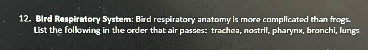 Curated visual reference: Gallery Detail: Solved Bird Respiratory System Bird Respiratory Anatomy Is
