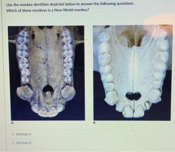 What Is The Dental Pattern Of Old World Higher Primates?