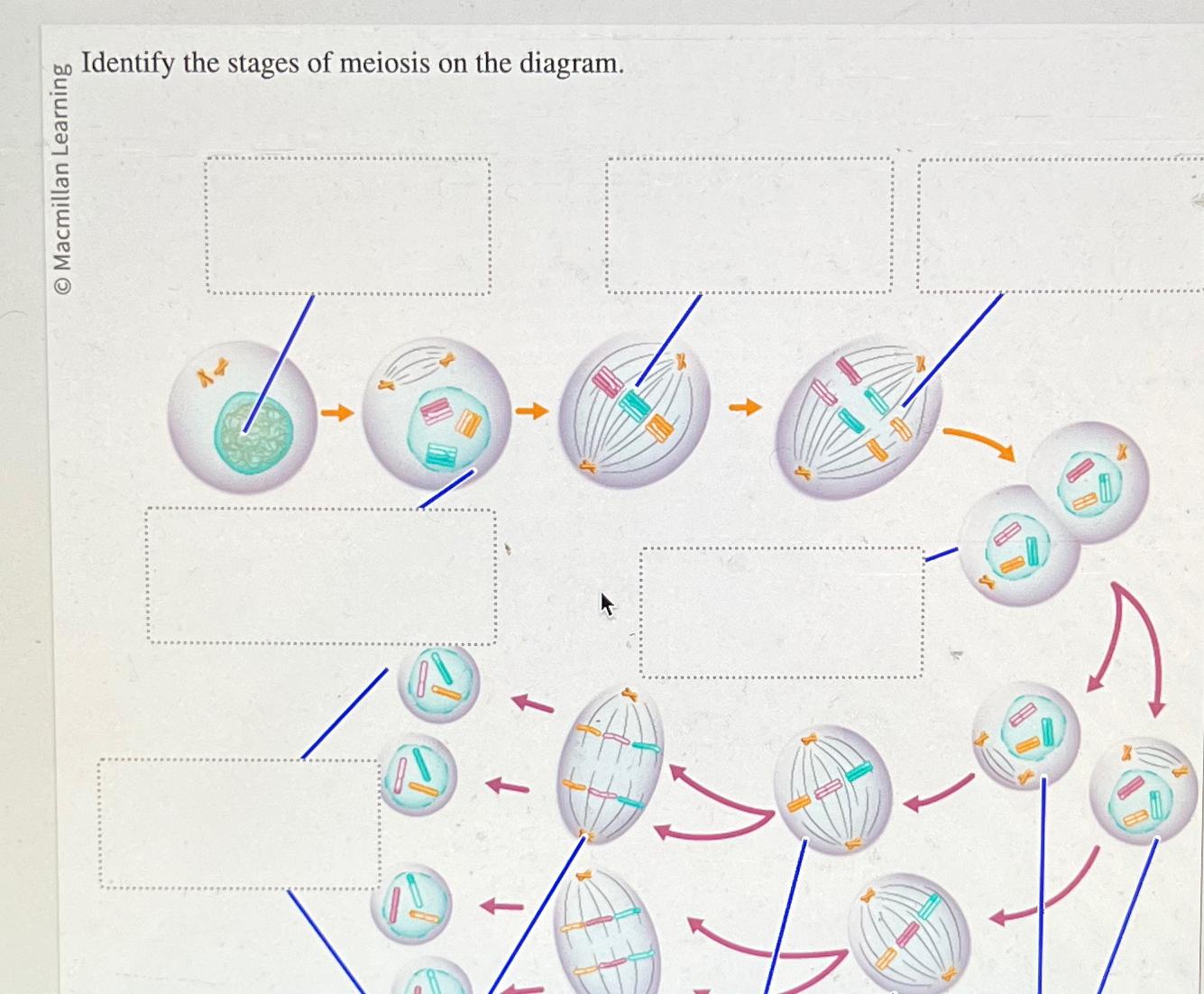 Solved n0 ﻿Identify the stages of meiosis on the diagram. | Chegg.com