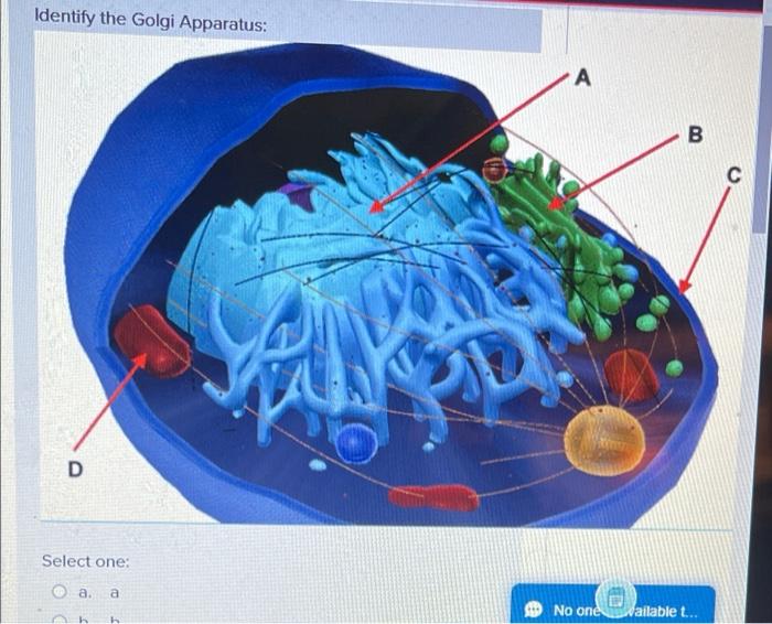 Solved Identify the Golgi Apparatus: D Select one: a. a h A | Chegg.com