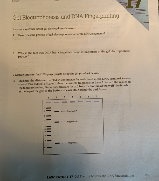 solved-gel-electrophoresis-and-dna-fingerprinting-answer-chegg