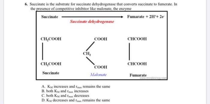 Solved 6. Succinate Is The Substrate For Succinate | Chegg.com