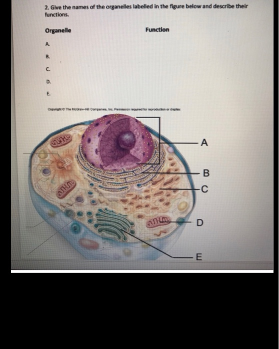 Solved 2. Give the names of the organelles labelled in the | Chegg.com