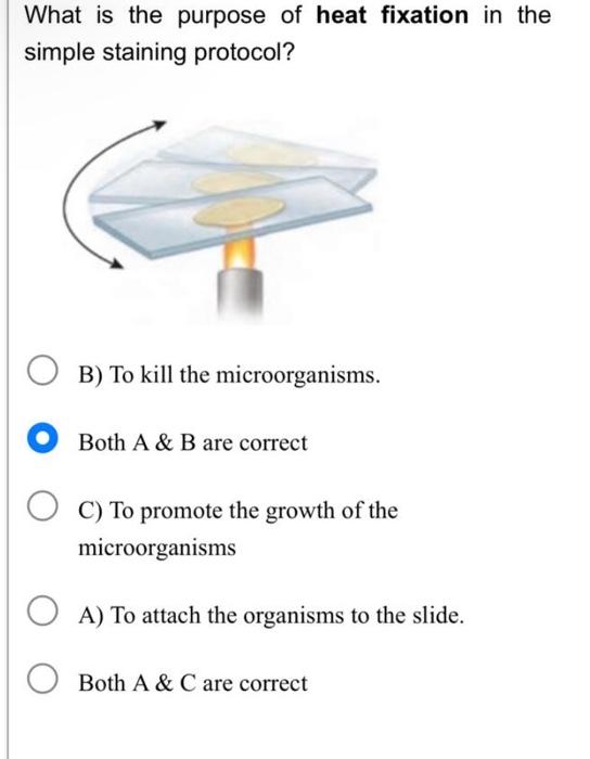 Solved In the streak plate illustration where is isolation