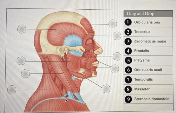 Solved Drag and Drop 1 Orbicularis oris 2 Trapezius 3 Chegg