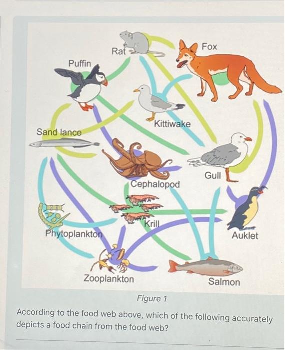Solved According to the food web above, which of the | Chegg.com
