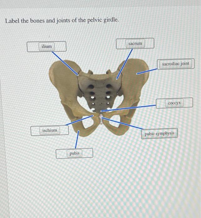 Solved Label the bones and joints of the pelvic girdle.