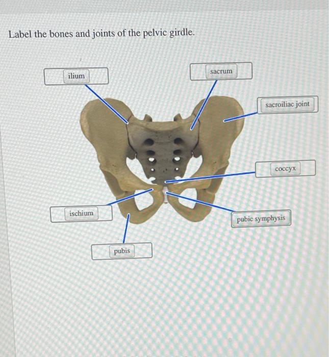 Name the type of joint between pubic bones in the pelvic girdle.