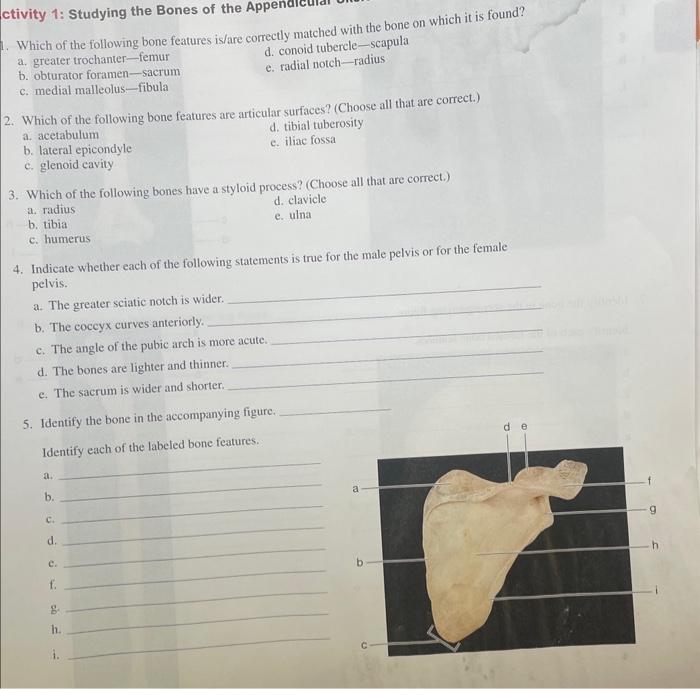 Solved 8. Identify each of the bones in the accompanying | Chegg.com