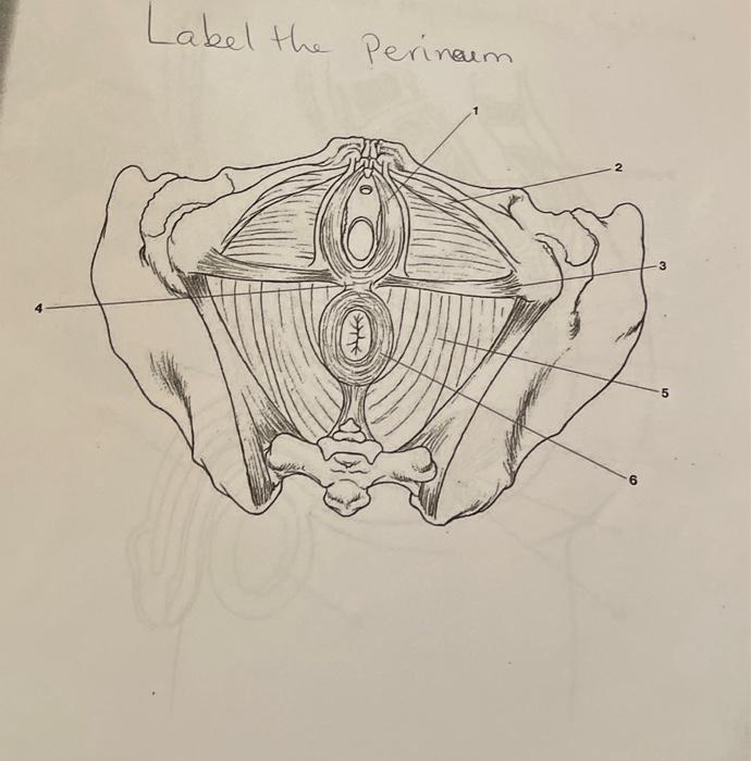 Solved Label the Perinam | Chegg.com