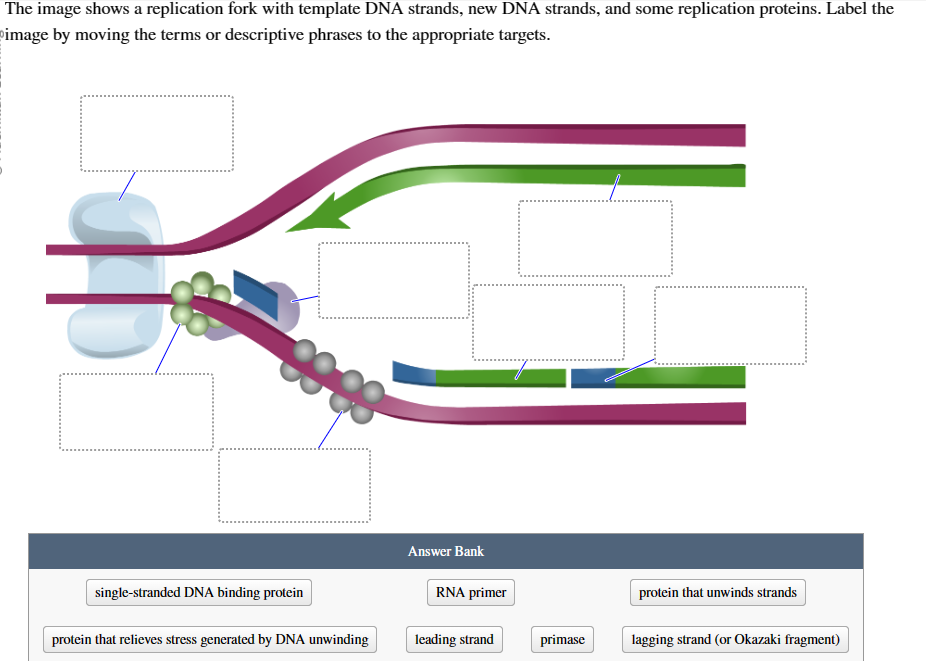 Solved The image shows a replication fork with template DNA | Chegg.com