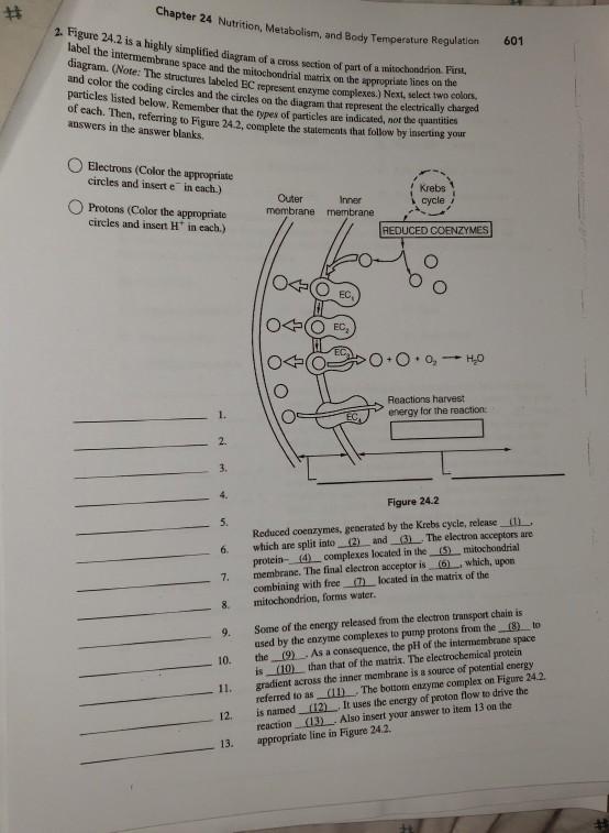 Solved Chapter 24 Nutrition, Metabolism, And Body | Chegg.com