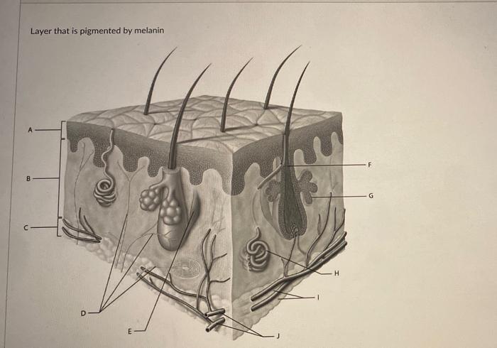 Solved Layer that is pigmented by melanin F B G D | Chegg.com