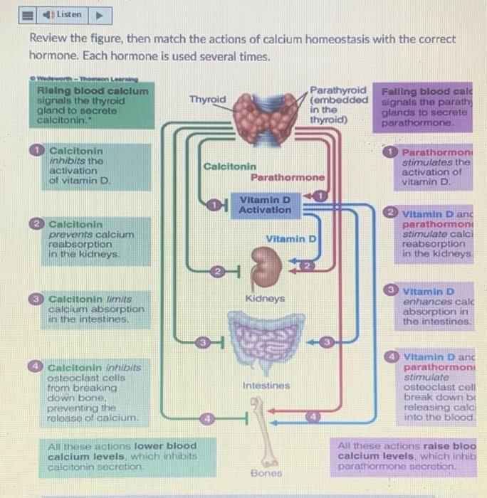 Solved Review the figure, then match the actions of calcium | Chegg.com