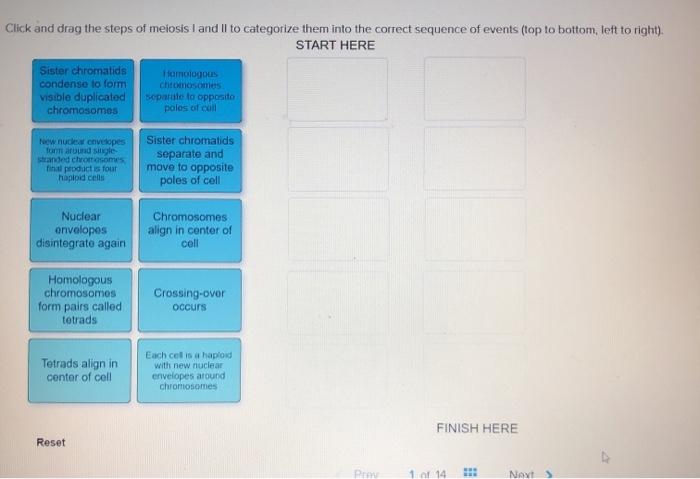 Solved Click and drag the steps of meiosis I and II to | Chegg.com