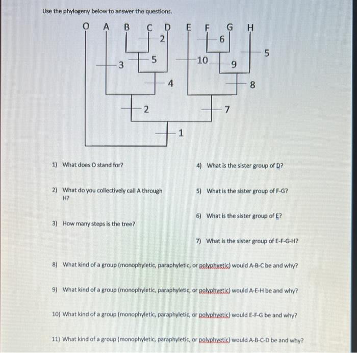 Solved Use The Phylogeny Below To Answer The Questions. 1) | Chegg.com