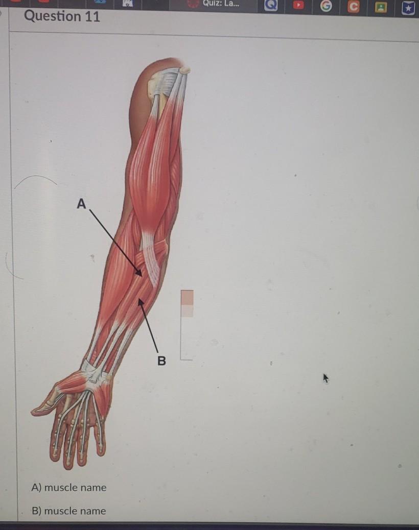 Solved Quiz: La... Question 11 B. A) Muscle Name B) Muscle | Chegg.com