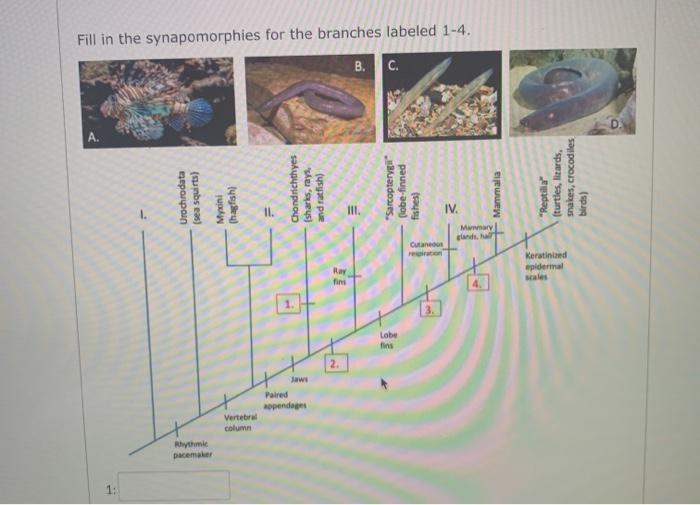 Solved Fill in the synapomorphies for the branches labeled | Chegg.com
