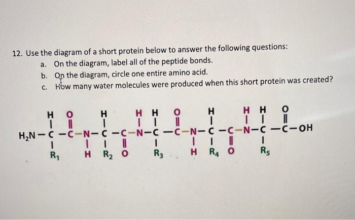 Solved 12. Use the diagram of a short protein below to | Chegg.com