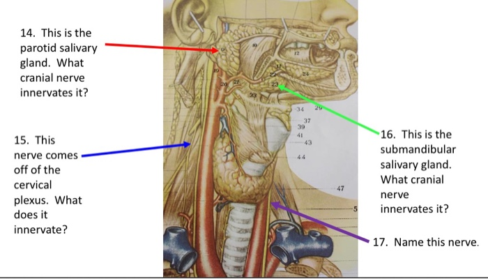 Solved 14. This Is The Parotid Salivary Gland. What Cranial | Chegg.com