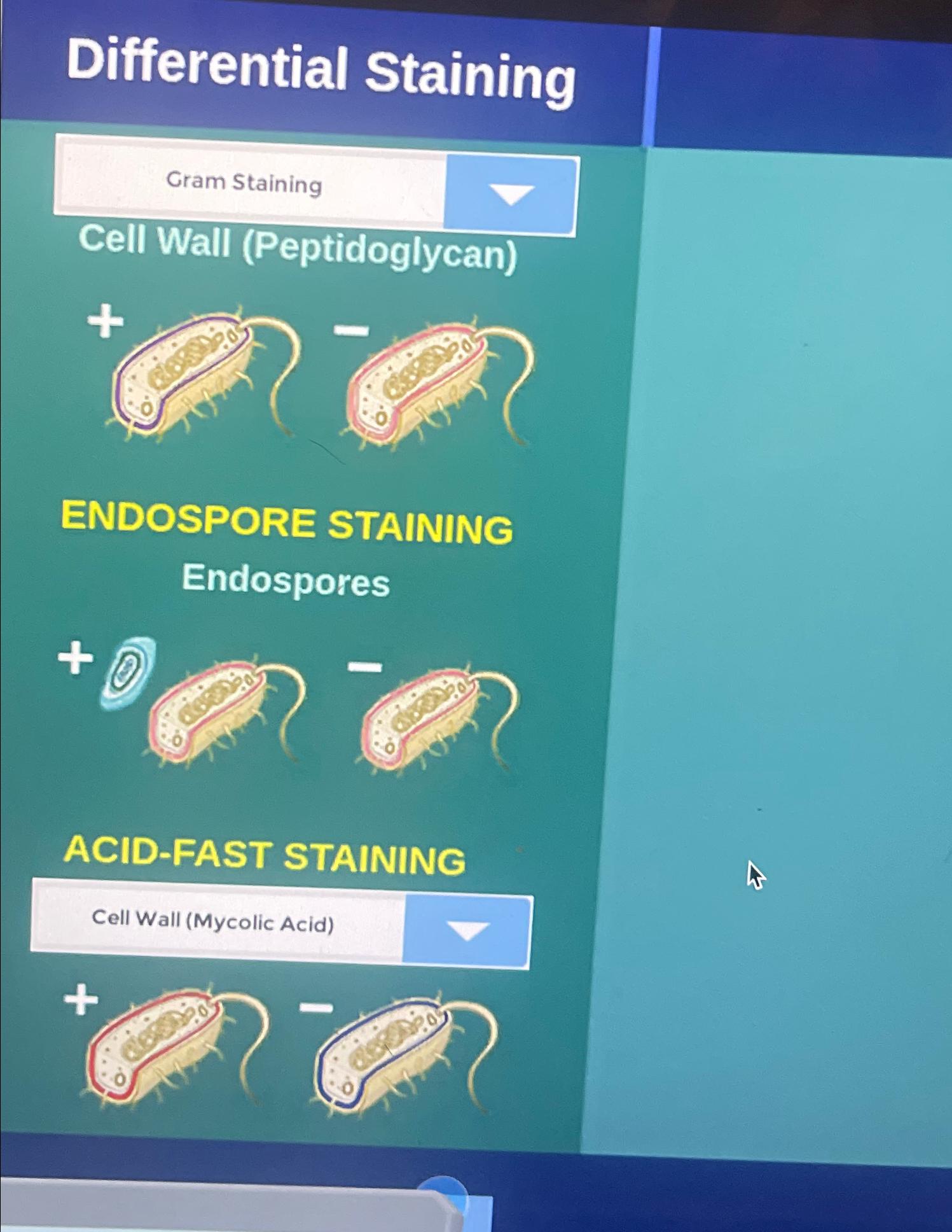 Solved Differential StainingGram StainingCell Wall | Chegg.com