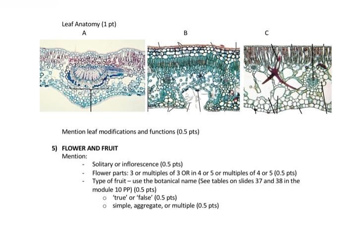 modified-leaf-of-a-plants-examples