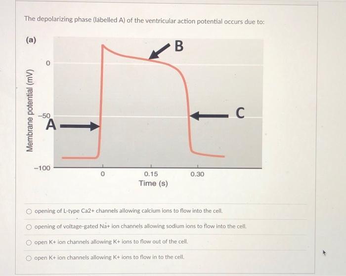 Solved Question 16 0.5 pts On the graph of the cardiac | Chegg.com