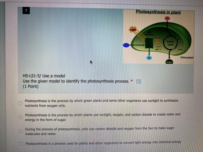 Solved 7 Photosynthesis In Plant Co Calvin Cycle Chloropl Chegg Com