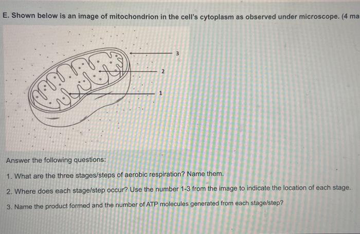 Solved E. Shown below is an image of mitochondrion in the | Chegg.com