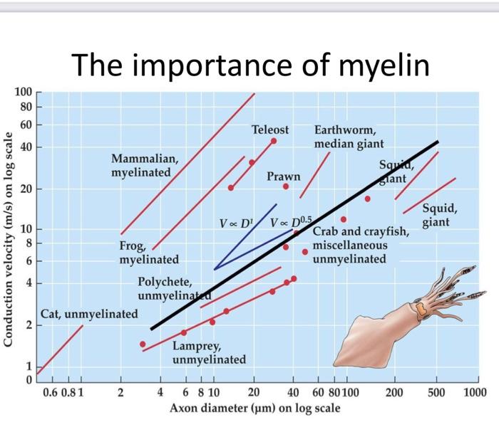 Solved motor neurons? C. Compare your data to that of the | Chegg.com