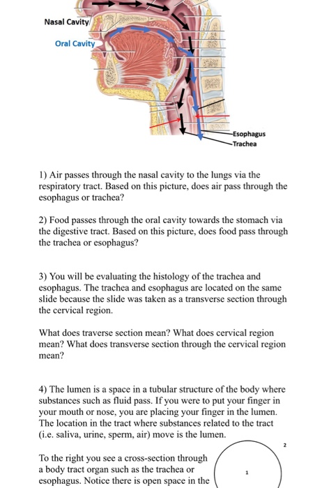 Solved What does traverse section mean? hat does cervical | Chegg.com