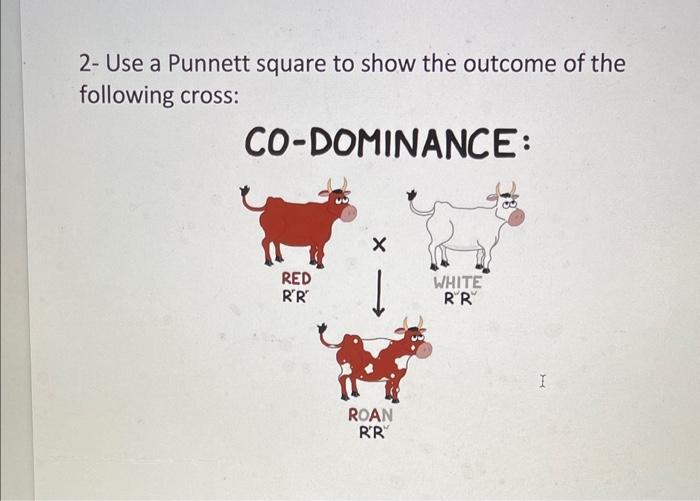 2- Use a Punnett square to show the outcome of the following cross: