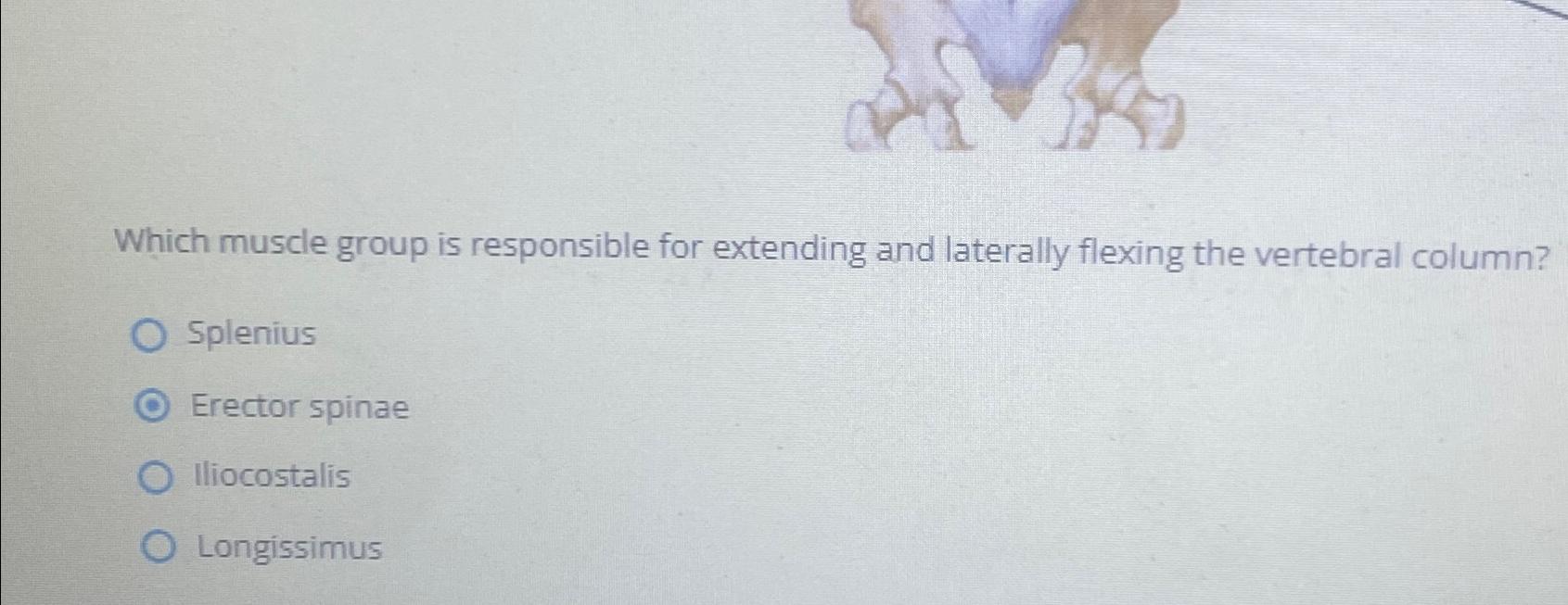 Solved Which muscle group is responsible for extending and | Chegg.com