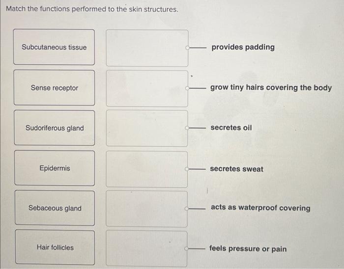 Match the functions performed to the skin structures.
provides padding
grow tiny hairs covering the body
secretes oil
secrete